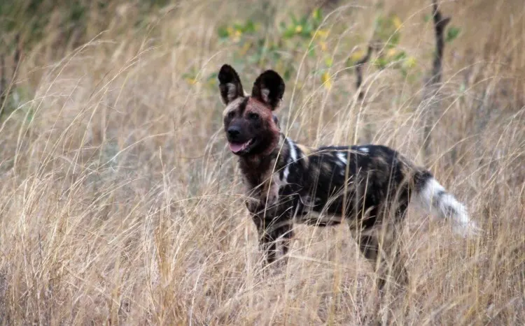 African Wild Dog Standing