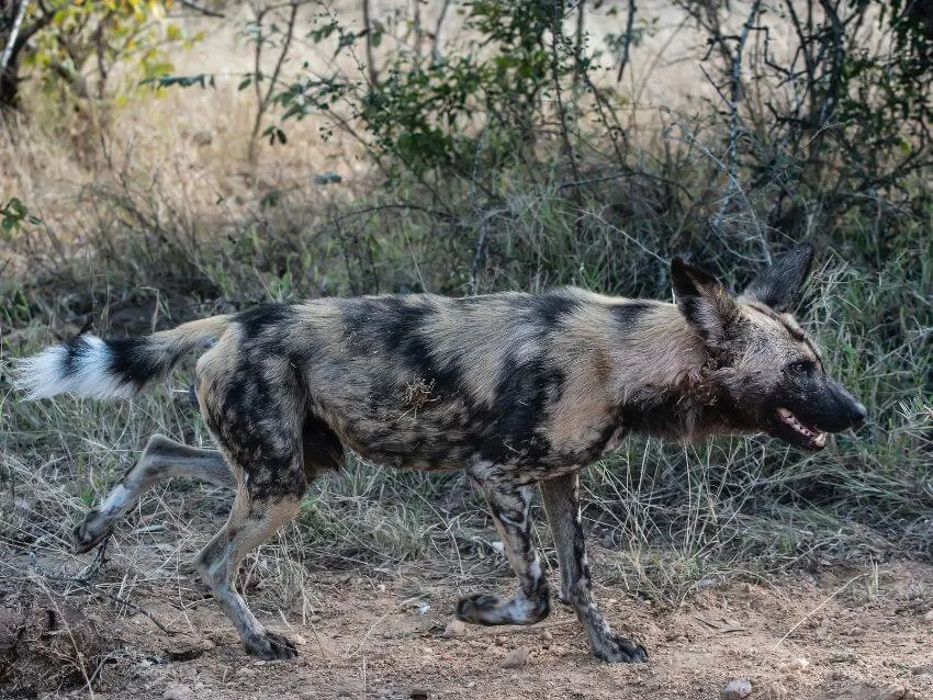 African Wild Dog Walking