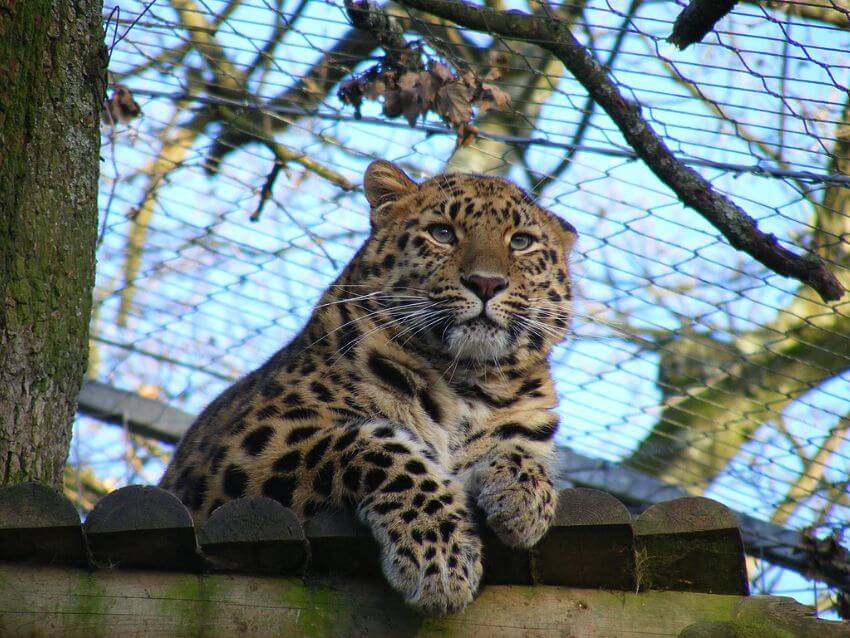 Amur Leopard Sitting