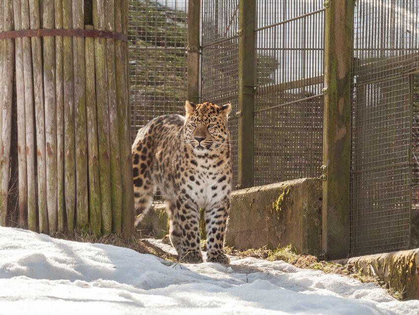 Amur Leopard Standing in Captive