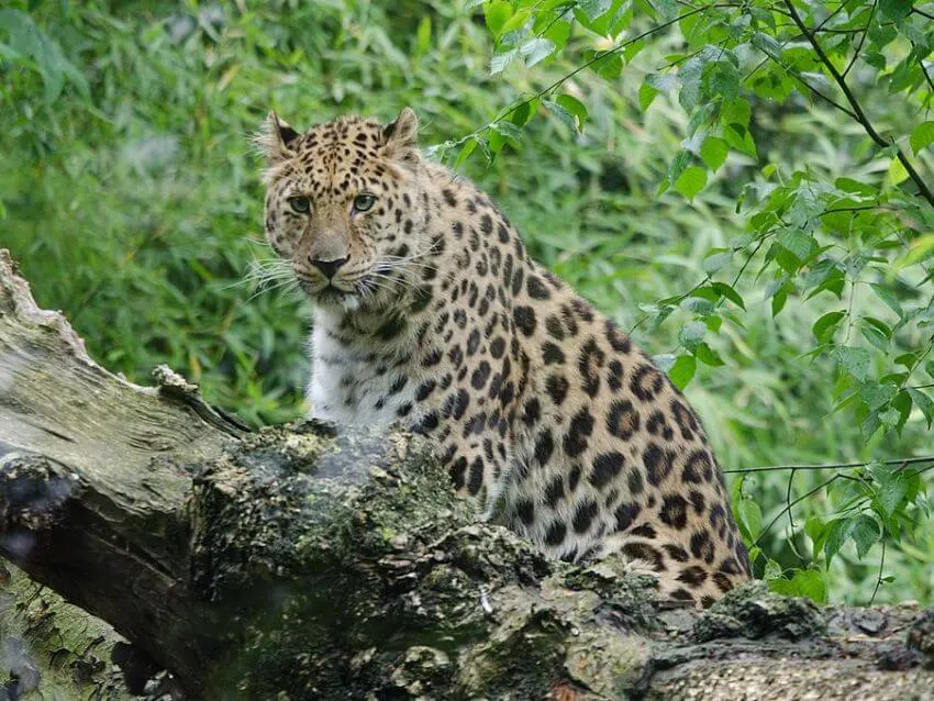 Amur Leopard Standing on the Tree