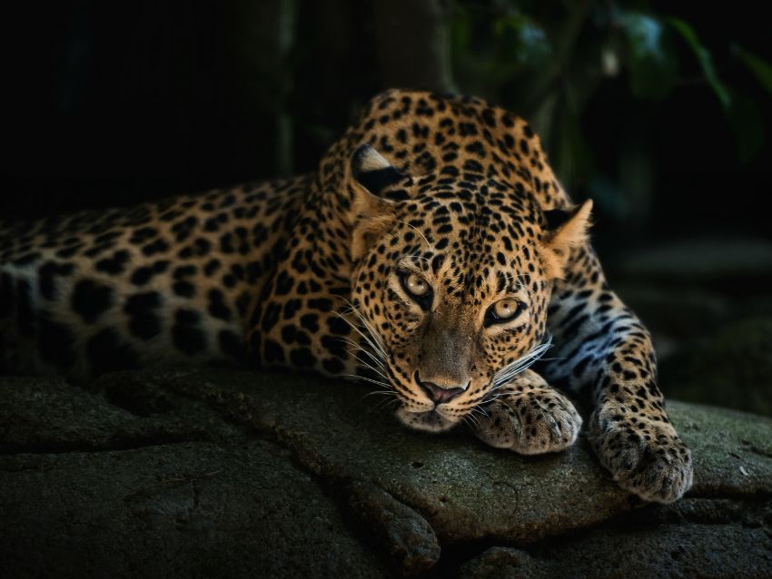 Amur Leopard Watching