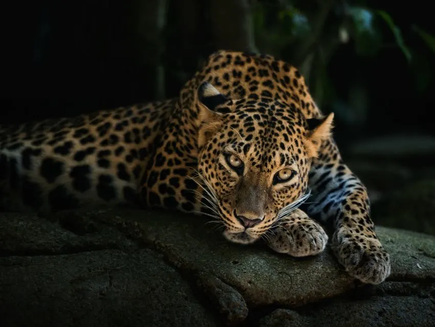 Amur Leopard: Why is it Endangered? 5 Amur Leopard Watching