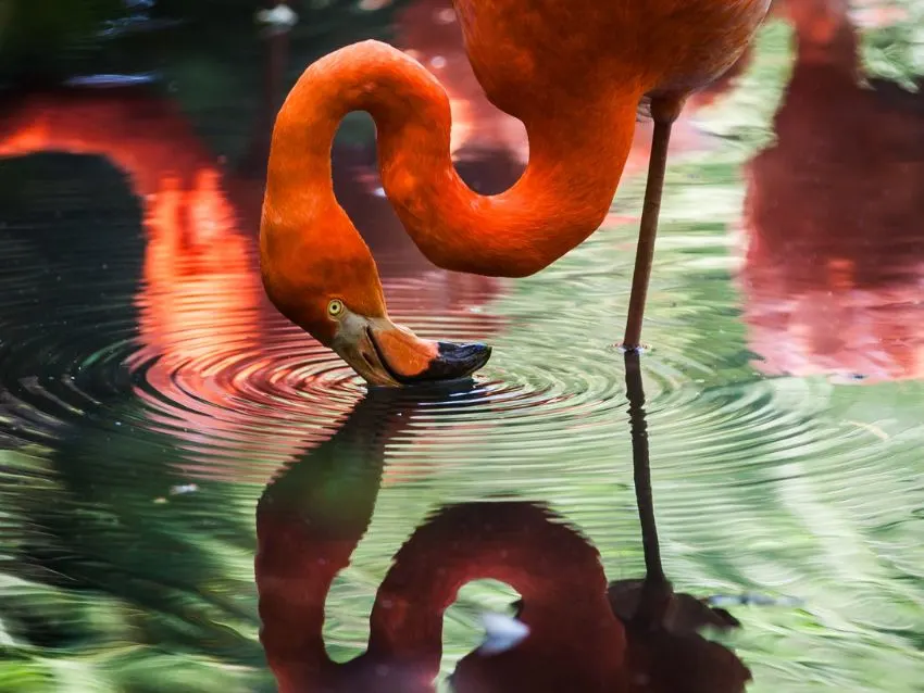 Andean Flamingo drinking