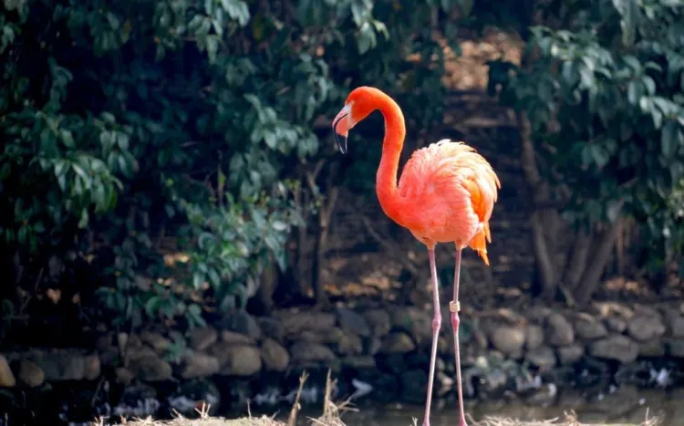 Andean Flamingo standing in their Habitat