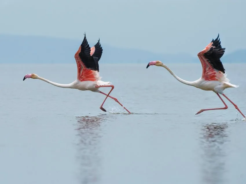 Two Andean Flamingos running