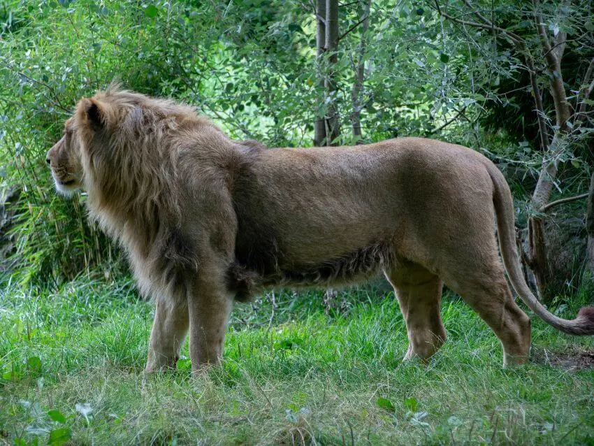 Asian Lion Looking