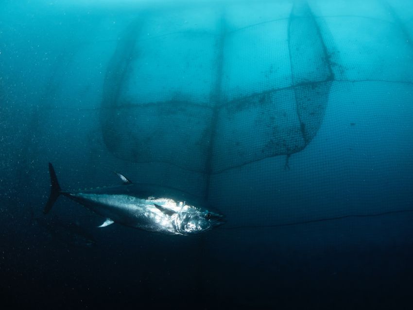 Atlantic Bluefin Tuna got caught in the net