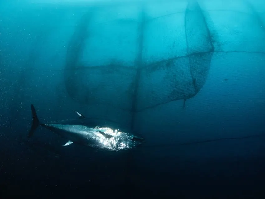 Atlantic Bluefin Tuna got caught in the net