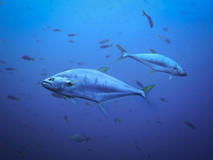 Atlantic Bluefin Tuna Mating