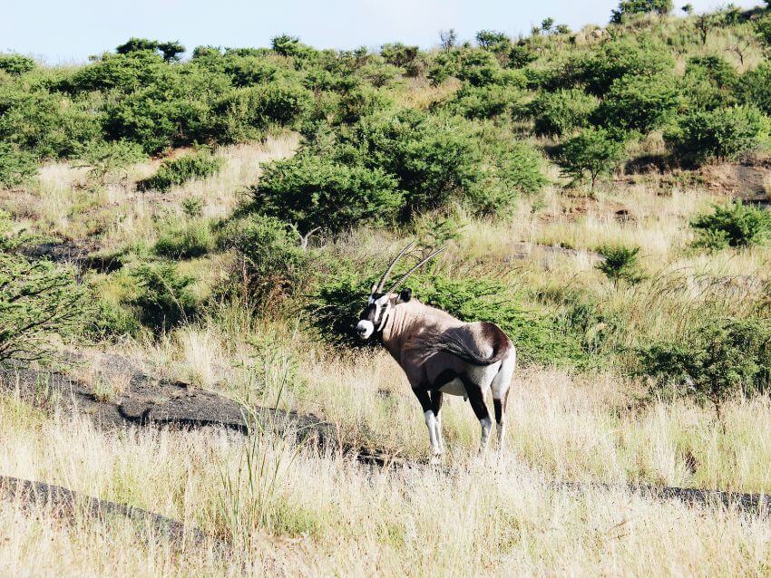 Beisa Oryx Standing