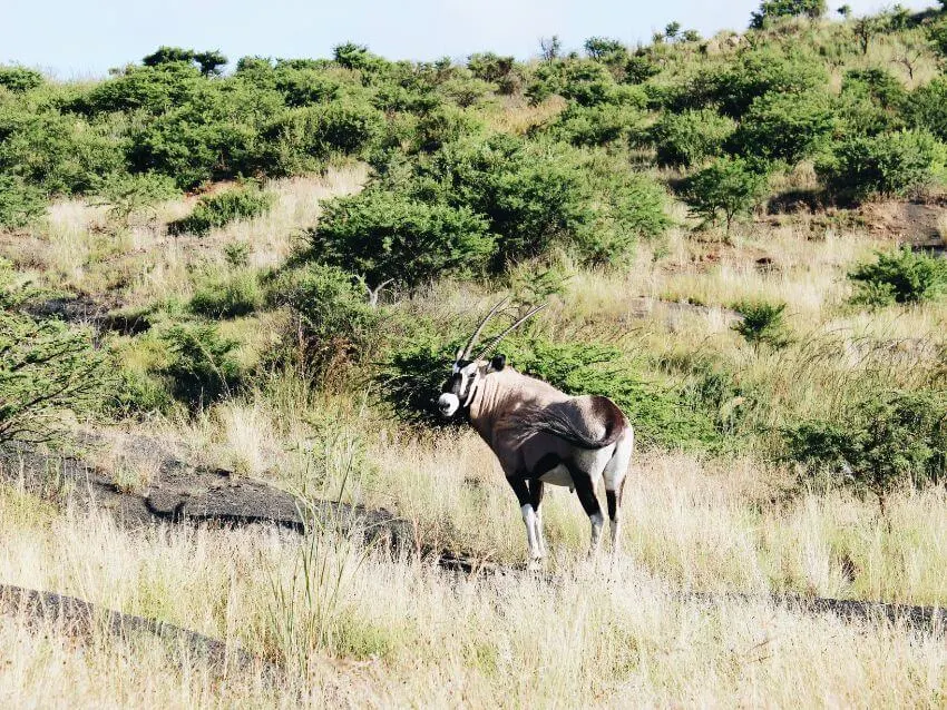 Common Beisa Oryx: History & Conservation Efforts 4 Beisa Oryx Standing