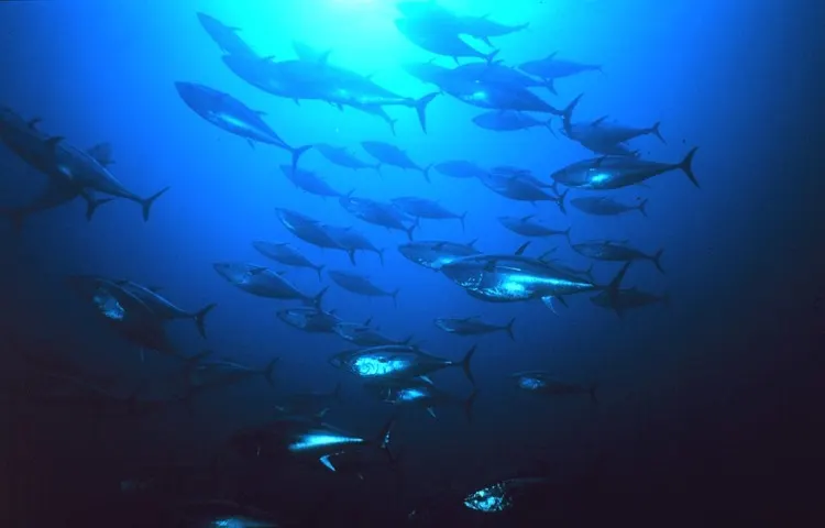 Atlantic Bluefin Tuna Swimming