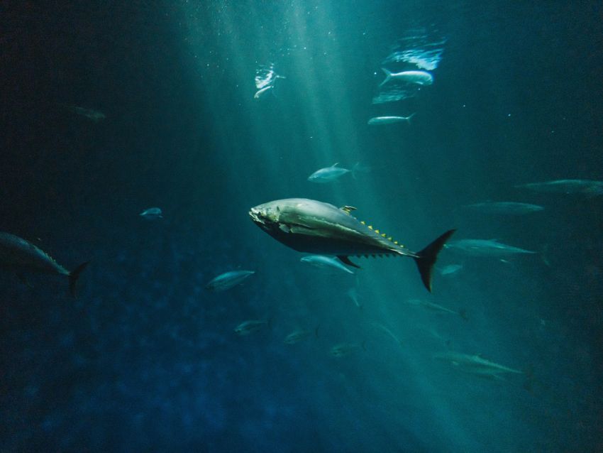 Atlantic Bluefin Tuna Underwater