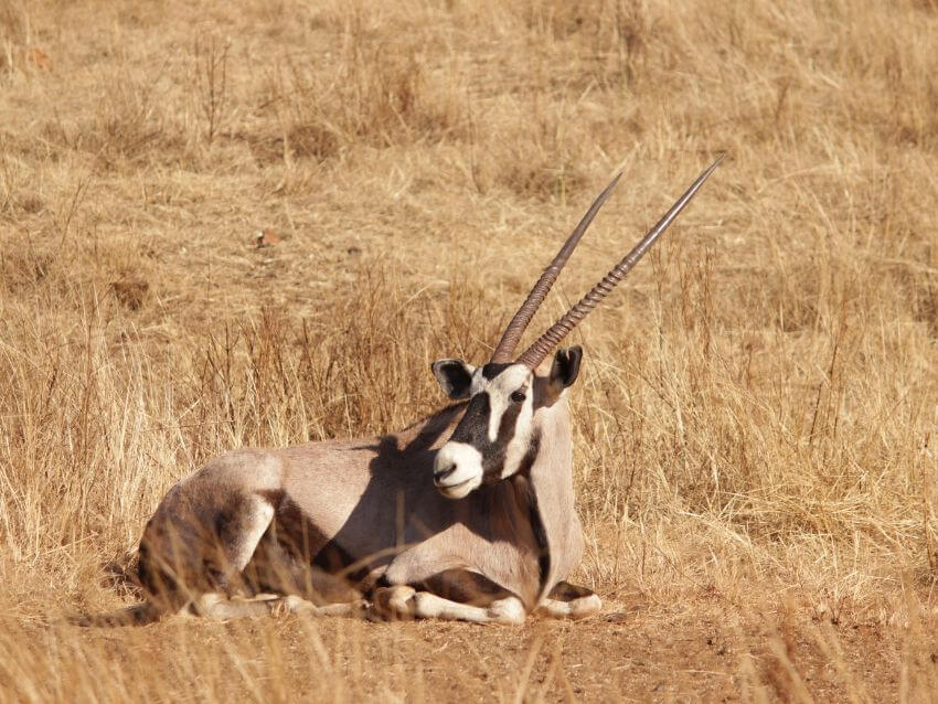 Common Beisa Oryx Sitting in Natural Habitat on Our Endangered World