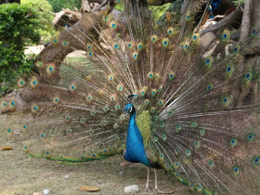 Congo Peafowl Spreading Wings