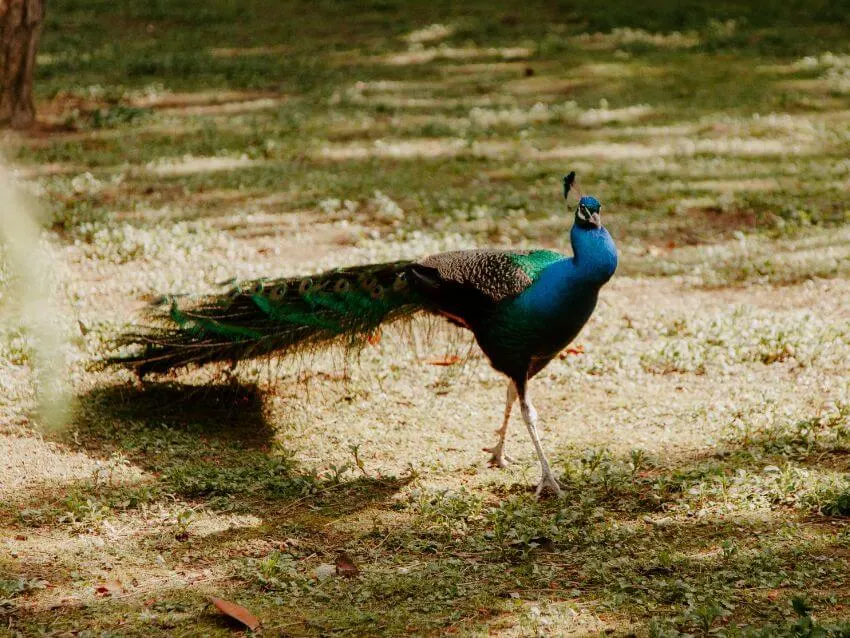 Congo Peafowl Habitat