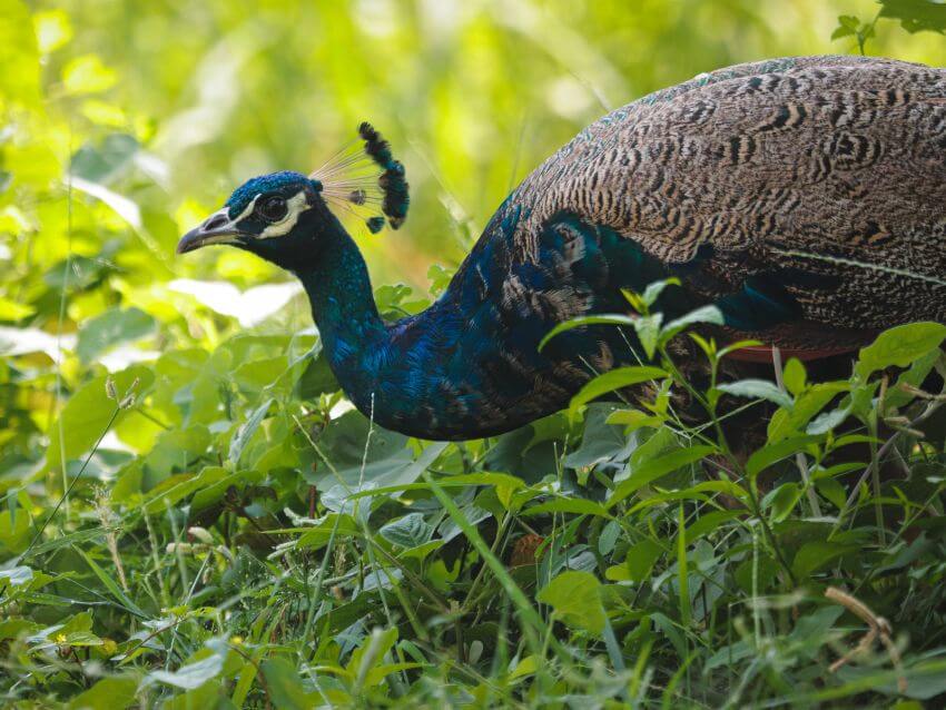 Congo Peafowl in the grass