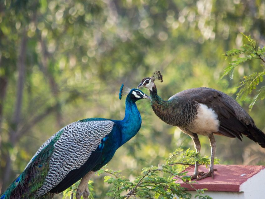 Congo Peafowl Mating