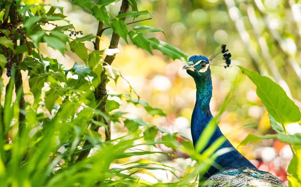 congo peafowl behind the leaves