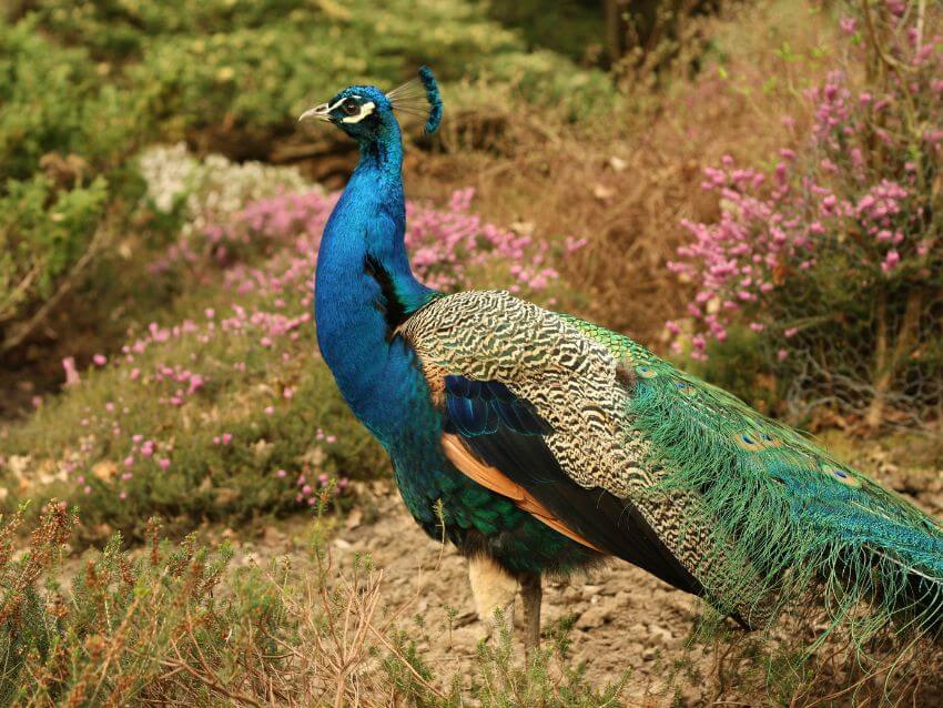 congo peafowl standing