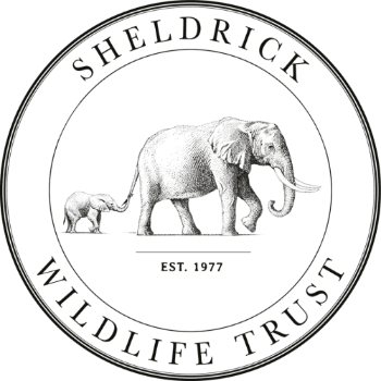 David Sheldrick Wildlife Trust Logo