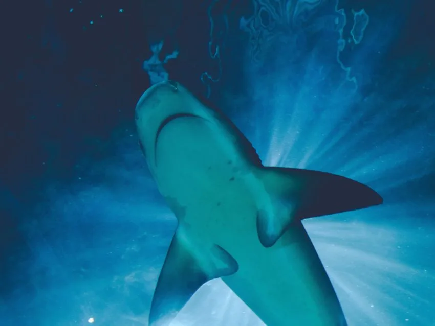 Dusky Shark: Is This Animal Endangered? 7 dusky shark face below