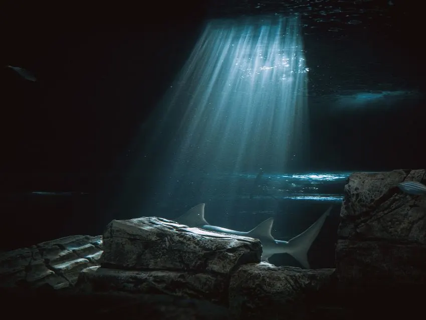 Dusky Shark: Is This Animal Endangered? 2 dusky shark hiding behind the rock