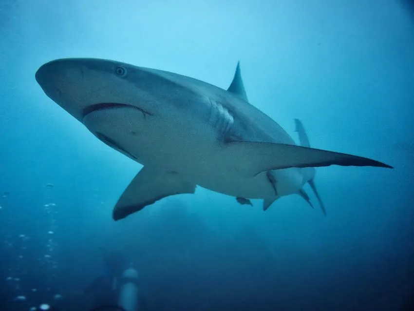 Dusky Sharks Swimming Underwater