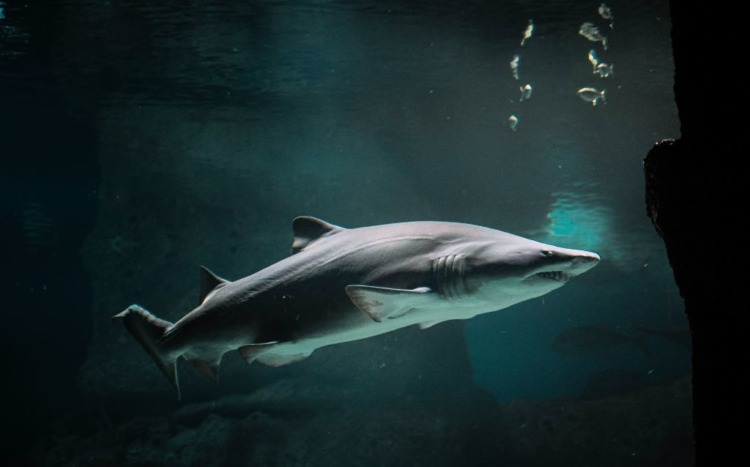 Dusky Shark Underwater
