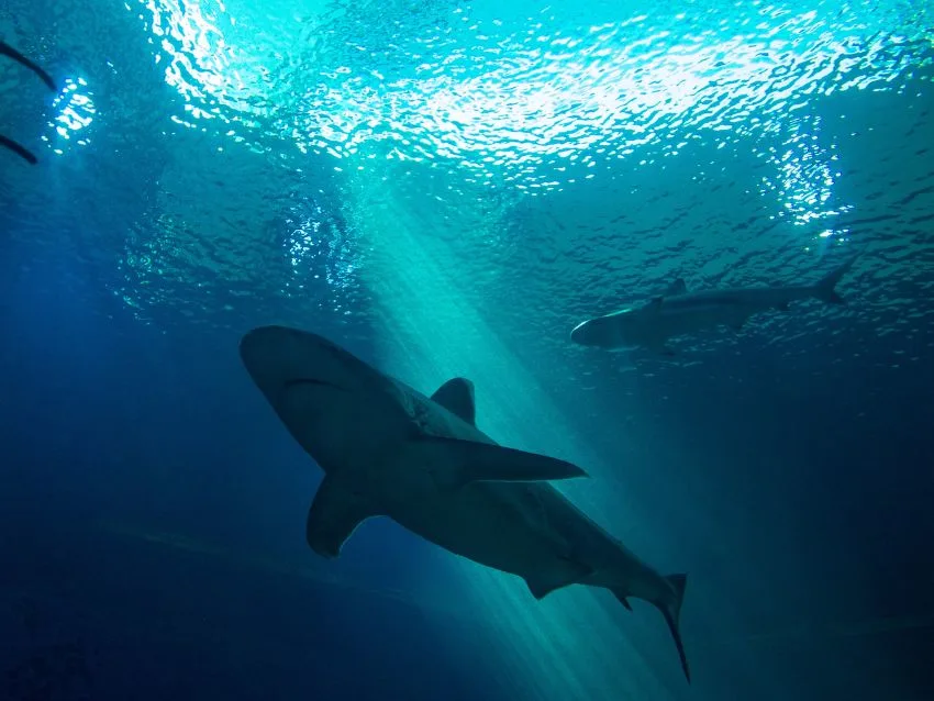 Dusky Sharks roaming underwater