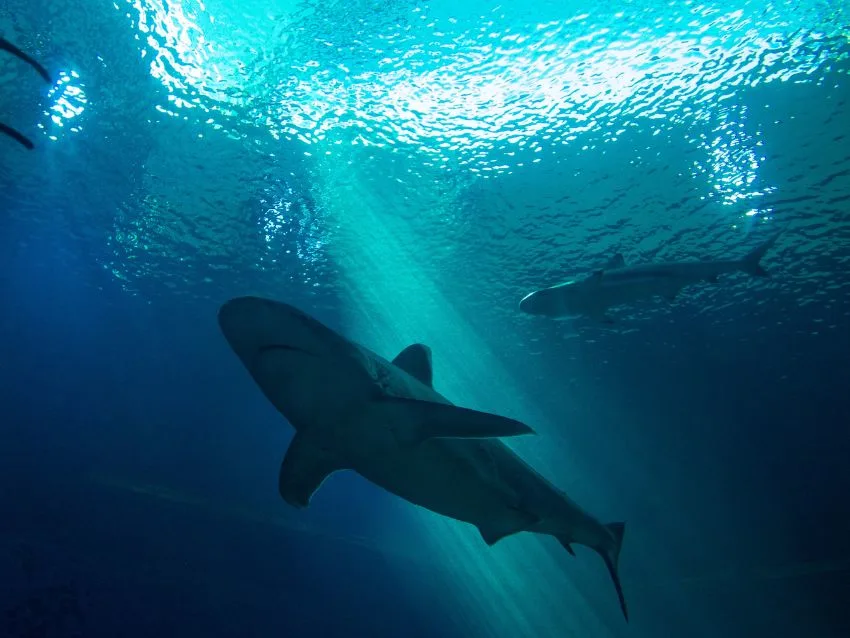 Sharks deep underwater Sharks deep underwater