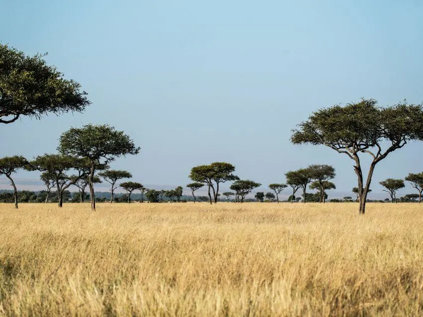 Common Beisa Oryx: History & Conservation Efforts 2 Eastern Africa Kenya