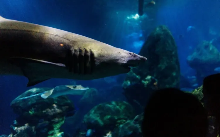 Face of Dusky Shark