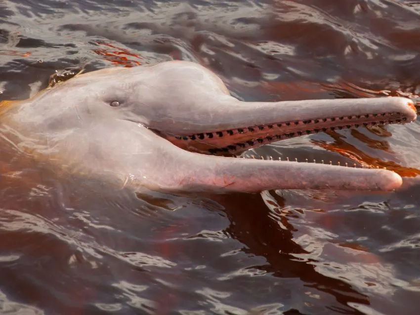 face of river dolphin