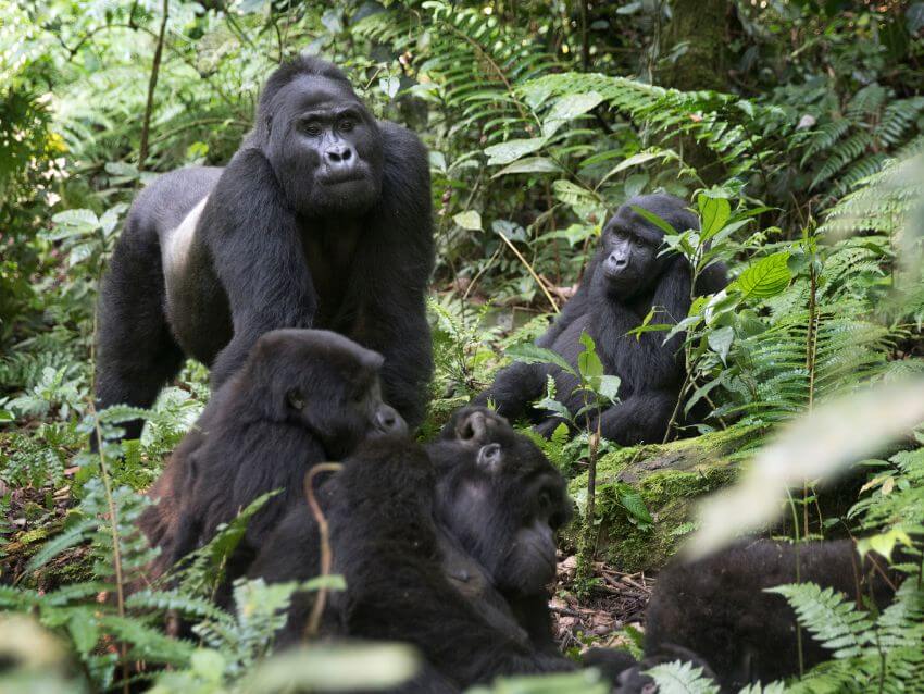 Family of Gorillas in the Jungle