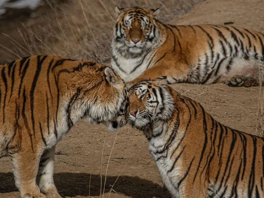Amur Leopard and Tiger Alliance 3 Family of tigers