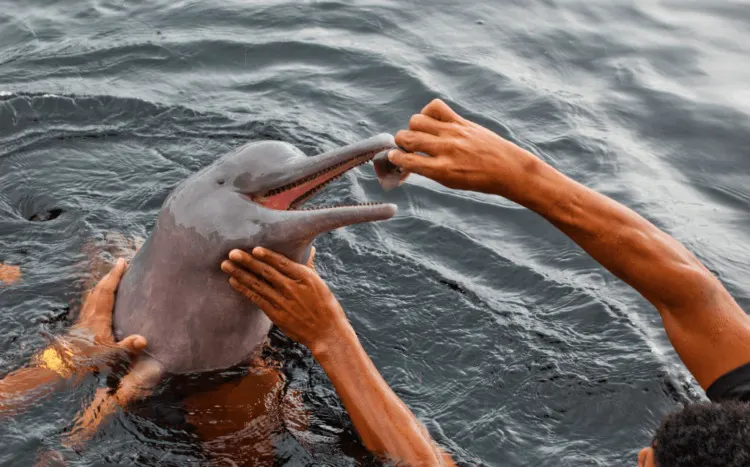 Dolphin being fed by humans 