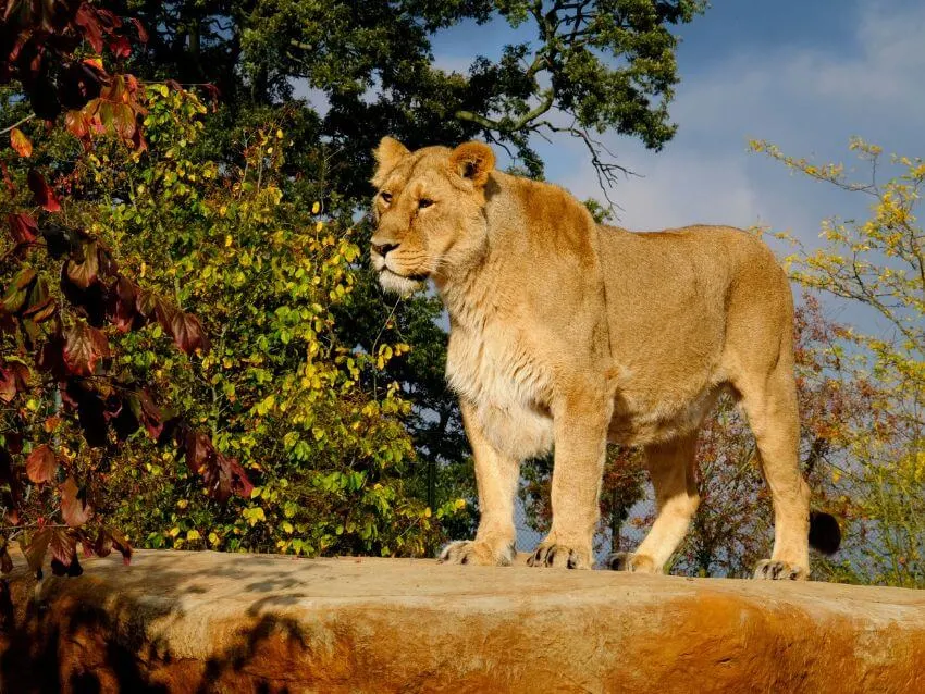 Asian Lion: Why Is It Endangered? 1 Female Asian Lion Standing