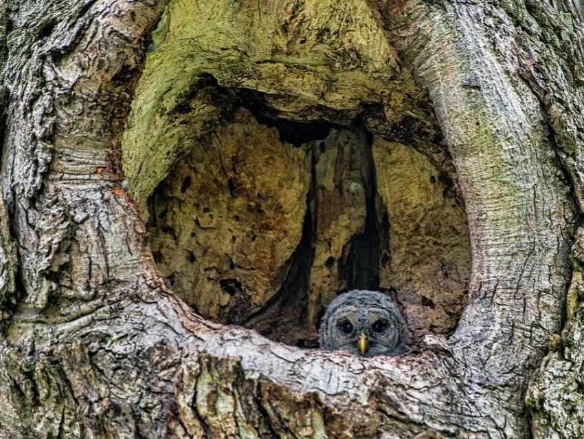 Forest Owlet hiding in the tree