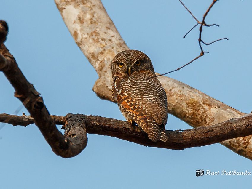 Forest Owlet sitting in the branch