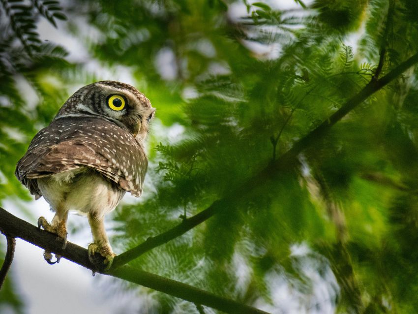 forest owlet perched on a tree branch