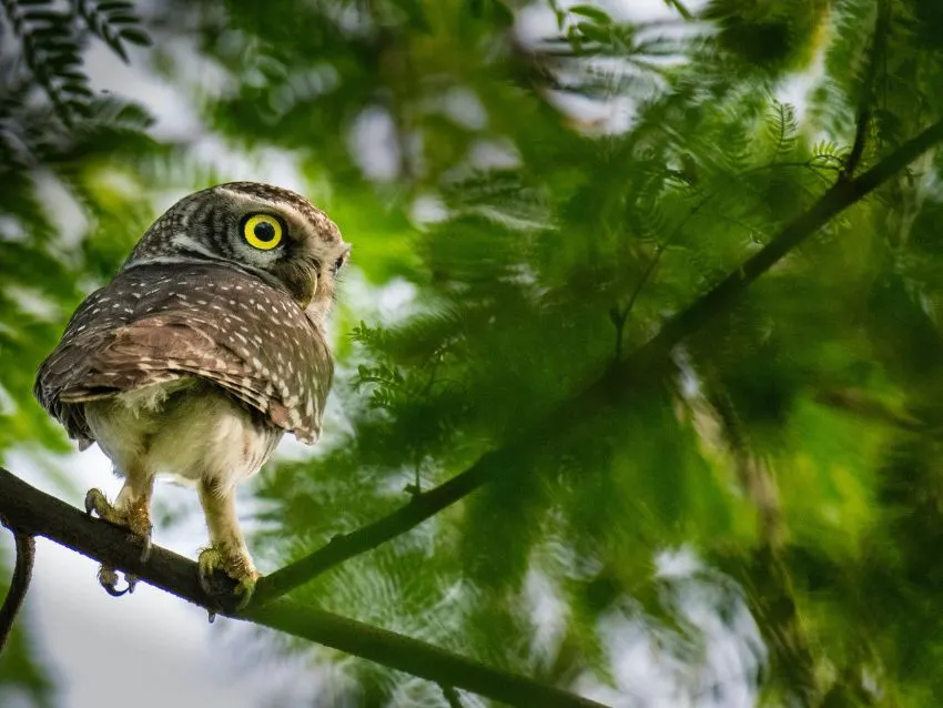 Forest Owlet: Why is it critically endangered? 1 forest owlet