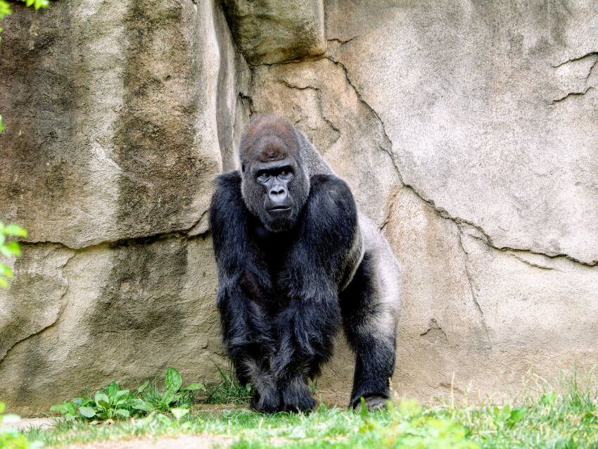 Gorilla Standing and Watching