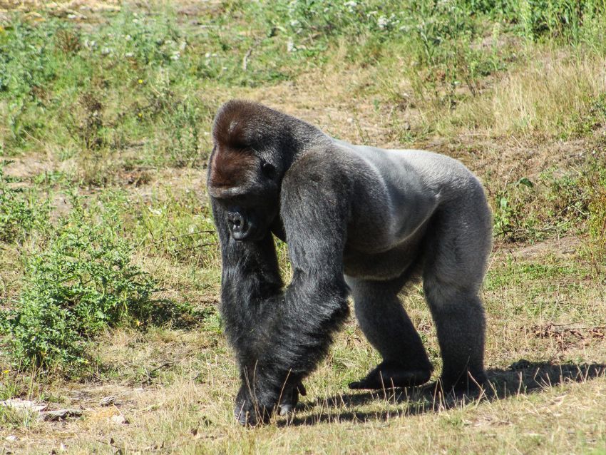 Gorilla Walking in the grass