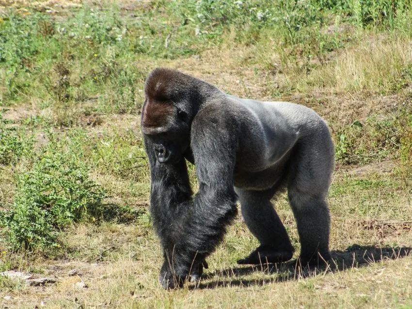 The Gorilla Organization 3 Gorilla Walking in the grass