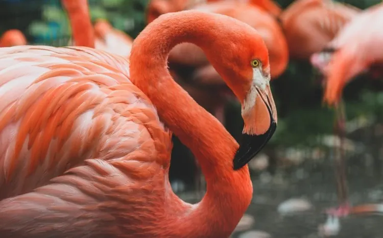 Group of Andean Flamingo in the river