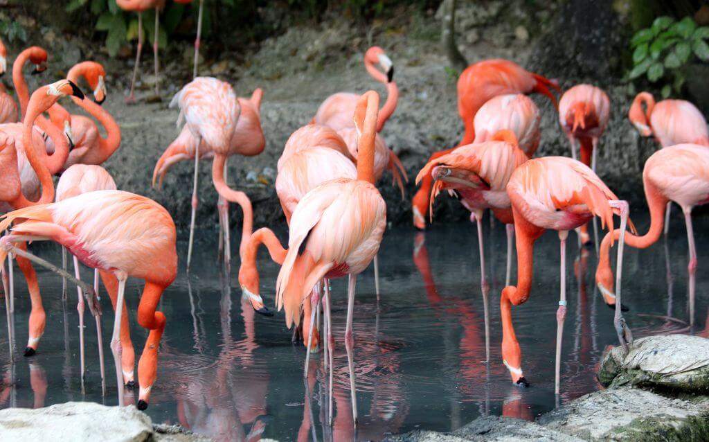 Group of Andean Flamingos 