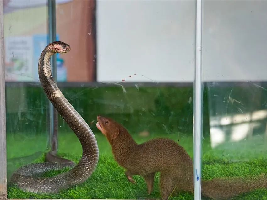 King Cobra Fighting Mongoose