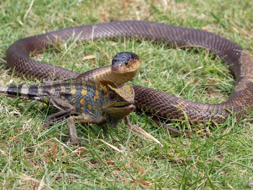 King Cobra hunting reptiles